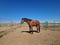 Horse ad