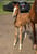 Horse ad