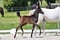 Annuncio cavallo