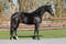 Horse ad