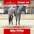 Annuncio cavallo