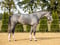 Horse ad