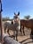 Annuncio cavallo