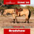 Annuncio cavallo