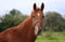 Anuncio de caballos