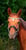 Horse ad