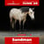 Annuncio cavallo