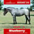 Paardadvertentie