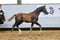 Horse ad