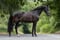 Annuncio cavallo