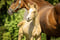 Horse ad