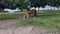 Horse ad