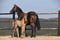 Anuncio de caballos