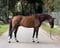 Horse ad