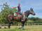 Horse ad