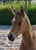 Horse ad