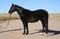 Horse ad
