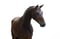 Annonce cheval