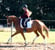 Annuncio cavallo