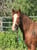 Annuncio cavallo