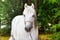 Horse ad