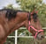 Horse ad