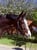 Horse ad