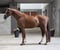 Horse ad
