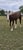 Horse ad