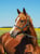 Horse ad