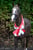 Paardadvertentie