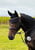 Annuncio cavallo