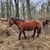 Horse ad