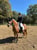 Horse ad