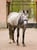 Horse ad