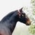 Annuncio cavallo