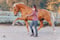 Annuncio cavallo