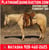 Horse ad