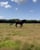 Horse ad