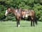 Horse ad