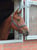 Horse ad