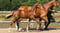 Horse ad