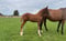 Horse ad