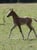 Annonce cheval