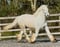 Horse ad