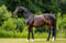Horse ad