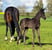 Horse ad