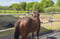 Annuncio cavallo