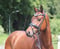 Annonce cheval