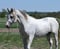 Horse ad